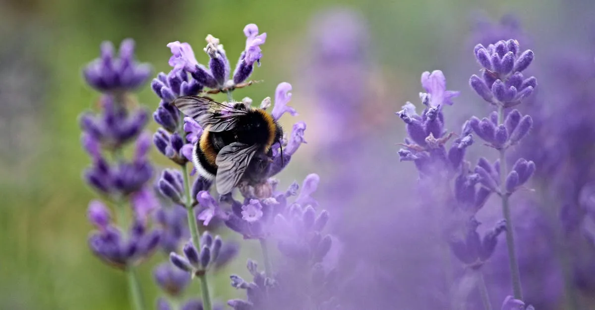 découvrez jack daniel's honey, une délicieuse liqueur mêlant le célèbre whisky tennessee jack daniel's à la douceur du miel. parfait pour des cocktails ou à déguster pur.