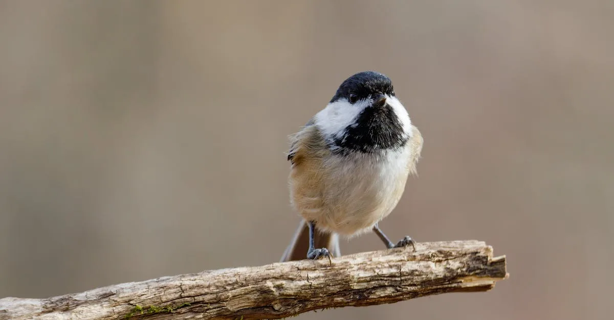 découvrez comment attirer les mésanges dans votre jardin grâce à des conseils simples et efficaces pour créer un environnement accueillant.