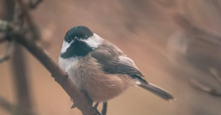 découvrez comment attirer les mésanges dans votre jardin grâce à des astuces simples et efficaces pour observer ces charmants petits oiseaux de près.
