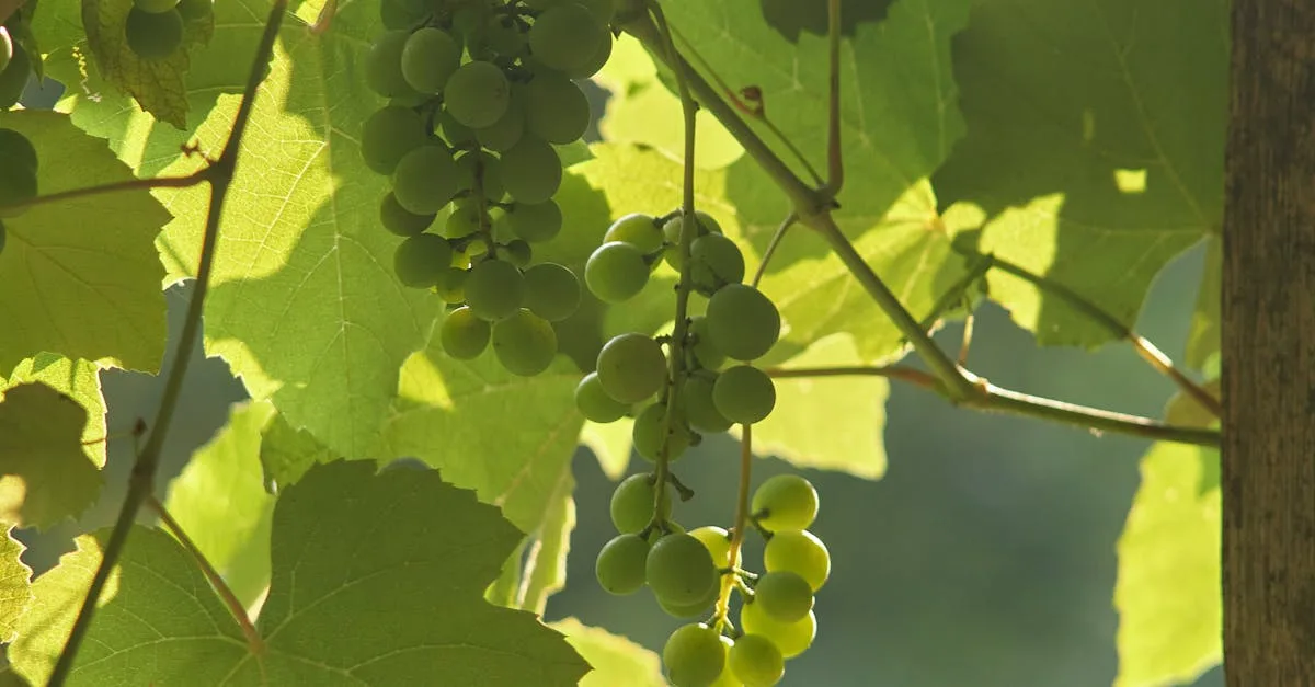 découvrez comment réaliser une bouture de vigne efficace pour propager vos plants de vigne avec succès.