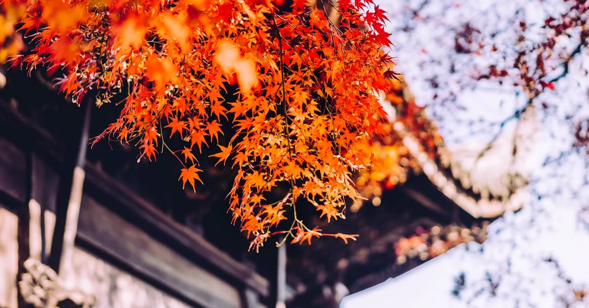 découvrez comment entretenir un érable japonais avec nos conseils pratiques pour un arbre sain et magnifique toute l'année.