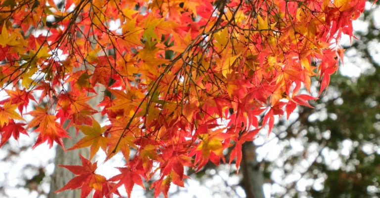 guide complet pour l'entretien de l'érable japonais : conseils d'arrosage, éclairage, taille et protection pour un arbre en pleine santé.