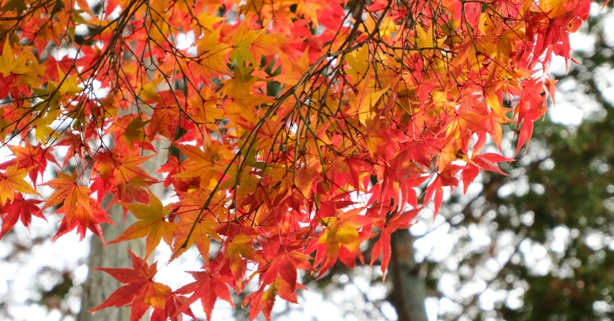 guide complet pour l'entretien de l'érable japonais : conseils d'arrosage, éclairage, taille et protection pour un arbre en pleine santé.