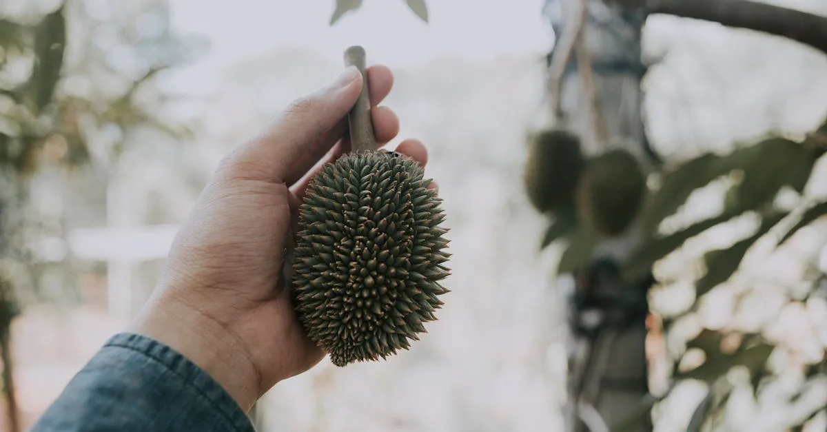 découvrez l'interdiction du durian en france, ses raisons sanitaires et culturelles, ainsi que son impact sur les consommateurs et importateurs.