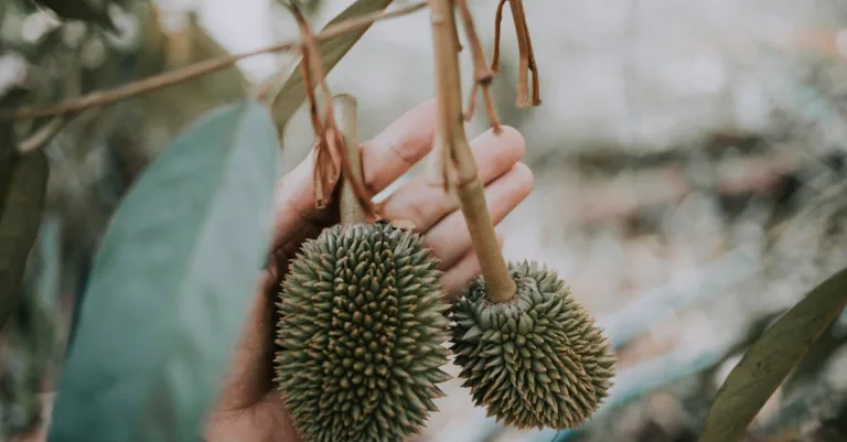 découvrez pourquoi le durian est interdit en france, ses particularités et les raisons de cette réglementation stricte concernant ce fruit exotique au parfum puissant.