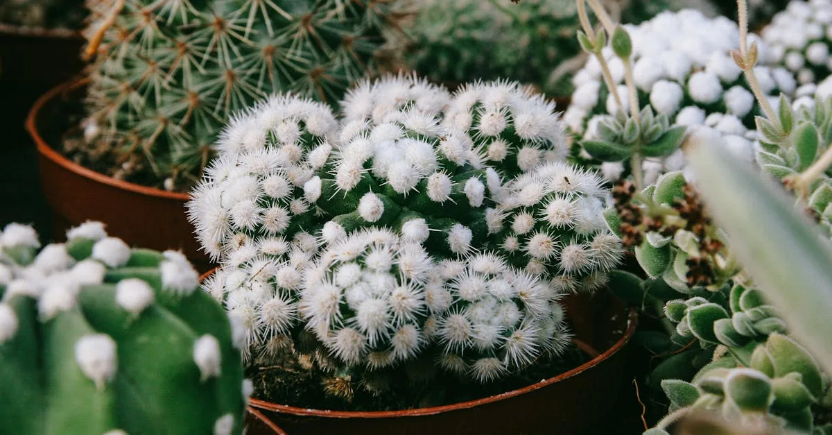 découvrez comment prendre soin de la mammillaria, une plante succulente facile à entretenir. guide complet pour l'arrosage, l'exposition, et la fertilisation.