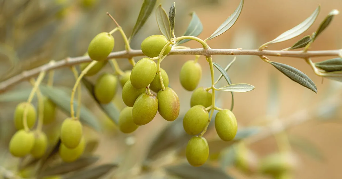 découvrez les meilleures techniques pour tailler votre olivier et favoriser sa croissance saine tout en améliorant la production d'olives.