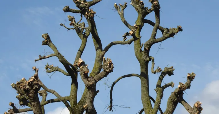conseils et techniques pour tailler efficacement un olivier et favoriser sa croissance saine.