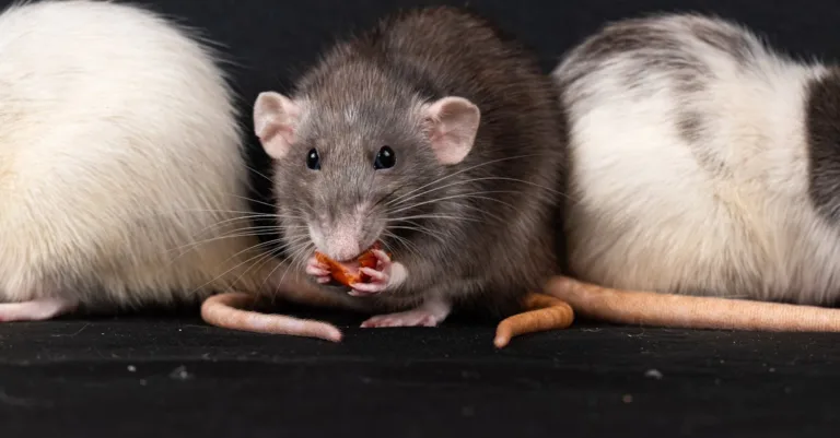 informations essentielles sur les déjections de rats : comment les identifier, les risques sanitaires associés et les méthodes efficaces pour s'en débarrasser.