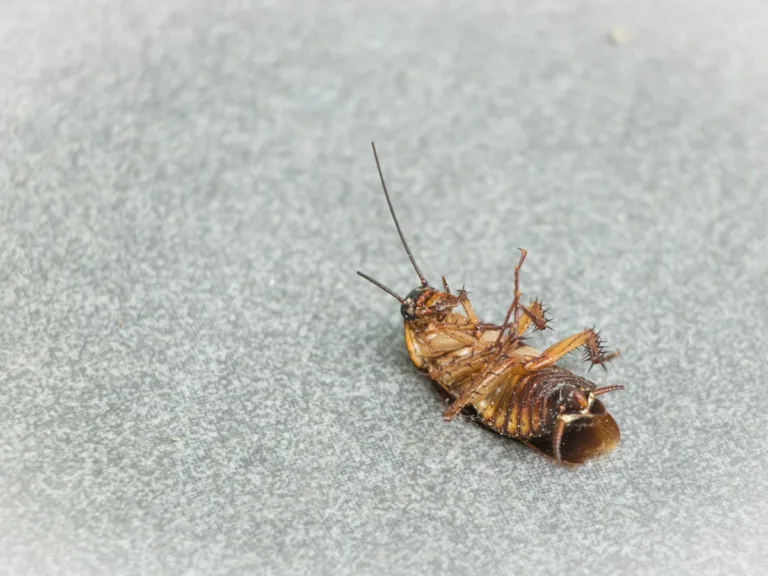 traitement anti cafard