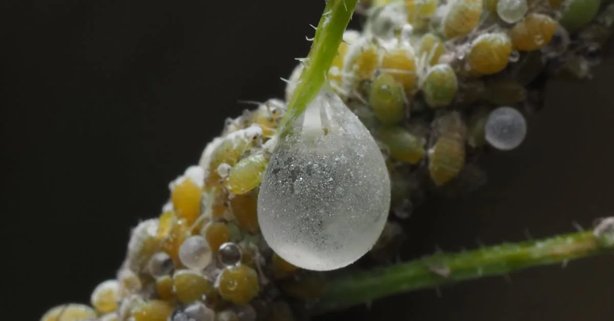 découvrez des méthodes efficaces pour lutter contre les pucerons et protéger vos plantes grâce à nos conseils pratiques de contrôle des aphids.