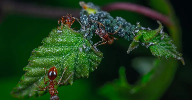 découvrez des méthodes efficaces pour le contrôle des pucerons afin de protéger vos plantes et cultures des infestations.