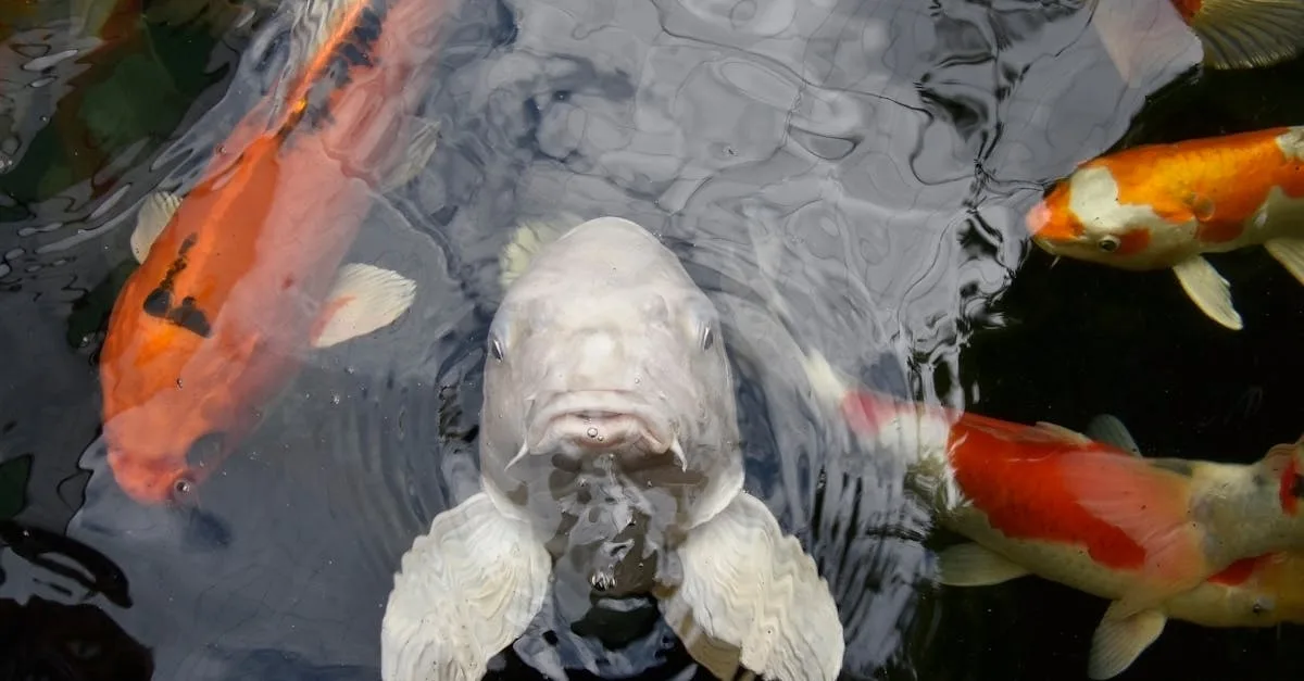 découvrez l'aquaponie, un système durable combinant aquaculture et culture de plantes pour un jardinage écologique et efficace.