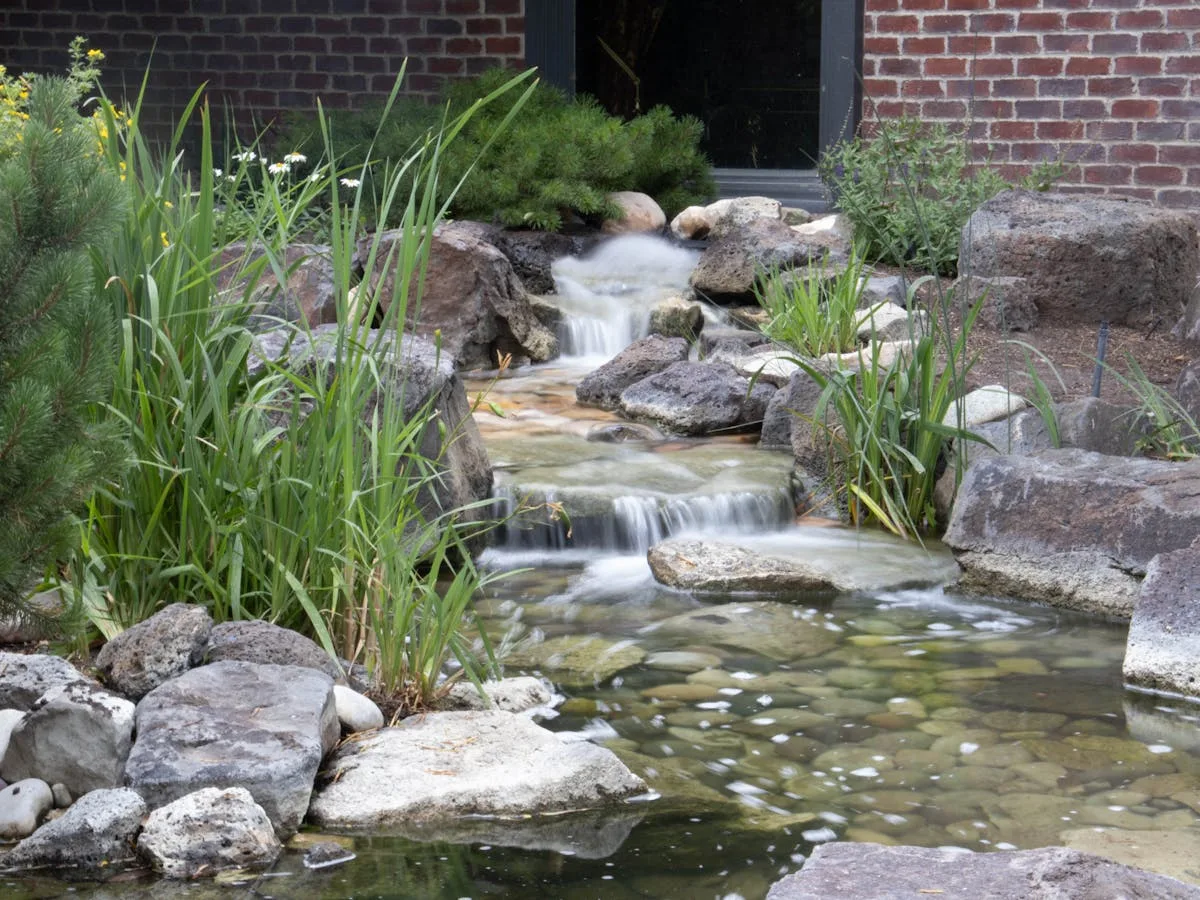 créer un bassin naturel de jardin