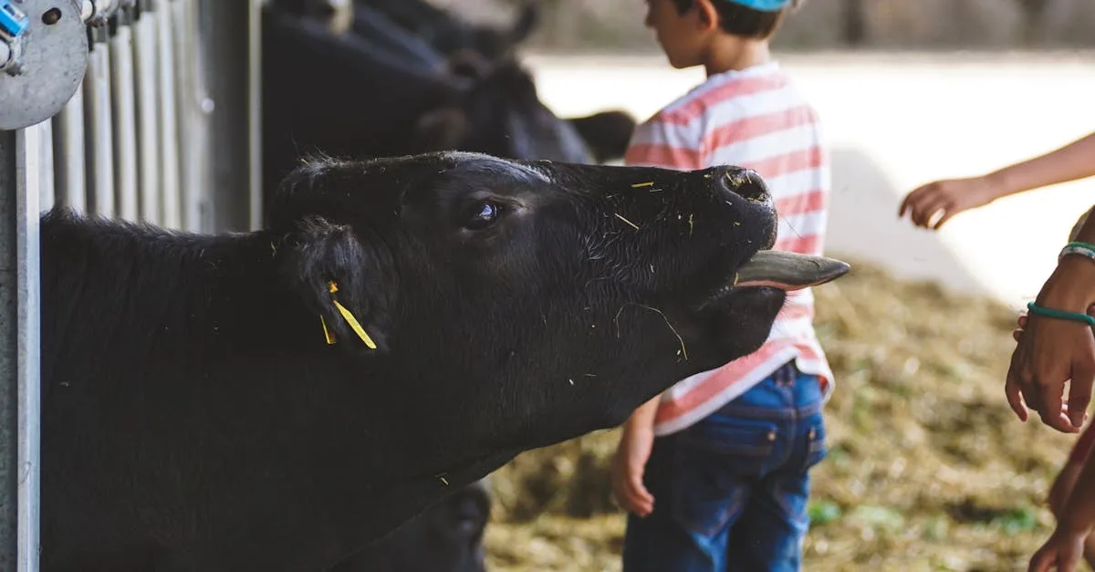 découvrez notre ferme éducative où apprentissage et nature se rencontrent pour offrir une expérience ludique et enrichissante à toute la famille.