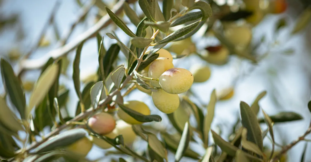découvrez les secrets de la qualité de l'huile d'olive extra vierge, de sa production aux critères essentiels pour un produit authentique et savoureux.