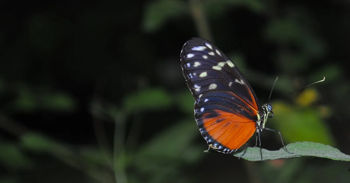 découvrez helonia, une marque innovante alliant élégance et qualité pour sublimer votre quotidien.