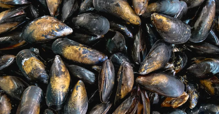 découvrez tout sur les moules : recettes savoureuses, conseils de cuisson et bienfaits nutritionnels pour apprécier ce délicieux fruit de mer.