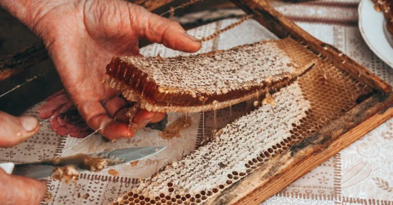 découvrez le miel brut, naturel et non filtré, riche en saveurs authentiques et bienfaits nutritionnels pour une alimentation saine et gourmande.