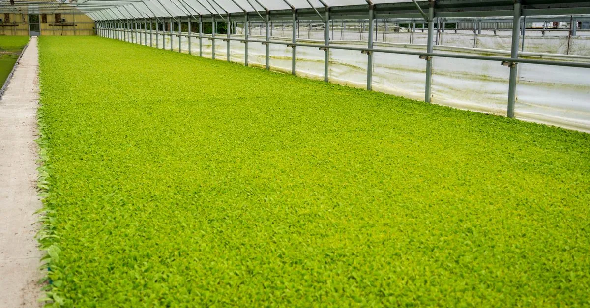 découvrez l'agriculture écologique innovante qui allie durabilité et technologie pour un avenir respectueux de l'environnement.