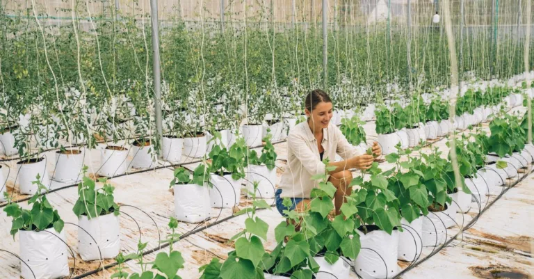 découvrez l'agriculture écologique innovante : des méthodes durables et respectueuses de l'environnement pour un avenir meilleur.