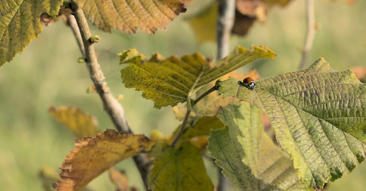 hazel branch est un nom évocateur qui combine la douceur naturelle de la noisette avec la délicatesse d'une branche, parfait pour une marque ou un projet inspiré par la nature et l'élégance artisanale.