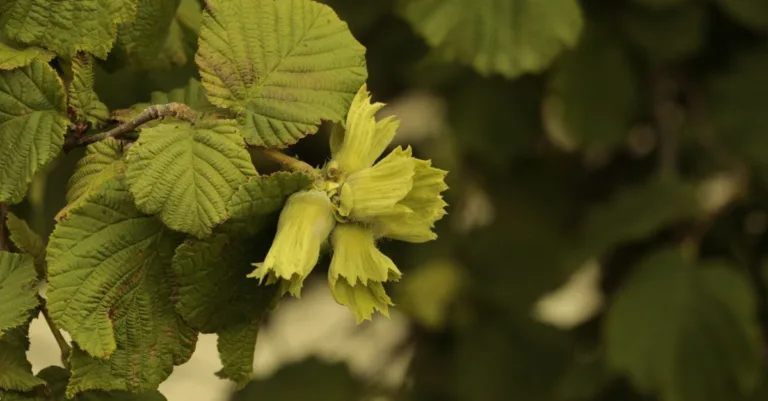 découvrez hazel branch, une marque alliant nature et élégance avec des créations uniques inspirées par la branche de noisetier, symbole de force et de beauté.