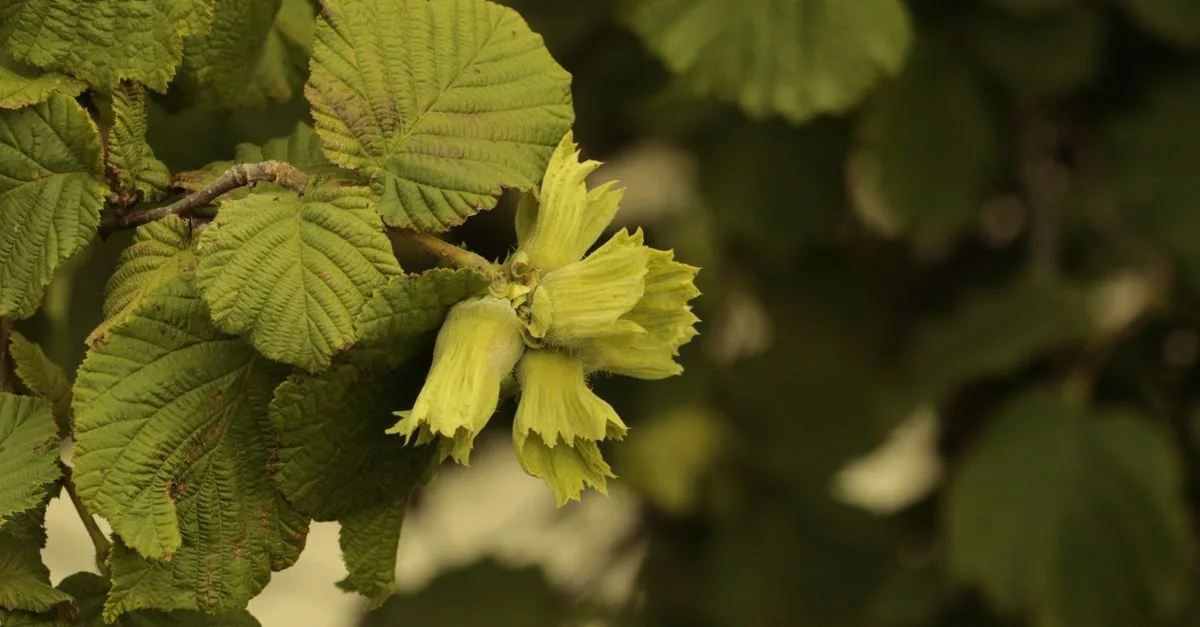 découvrez hazel branch, une marque alliant nature et élégance avec des créations uniques inspirées par la branche de noisetier, symbole de force et de beauté.