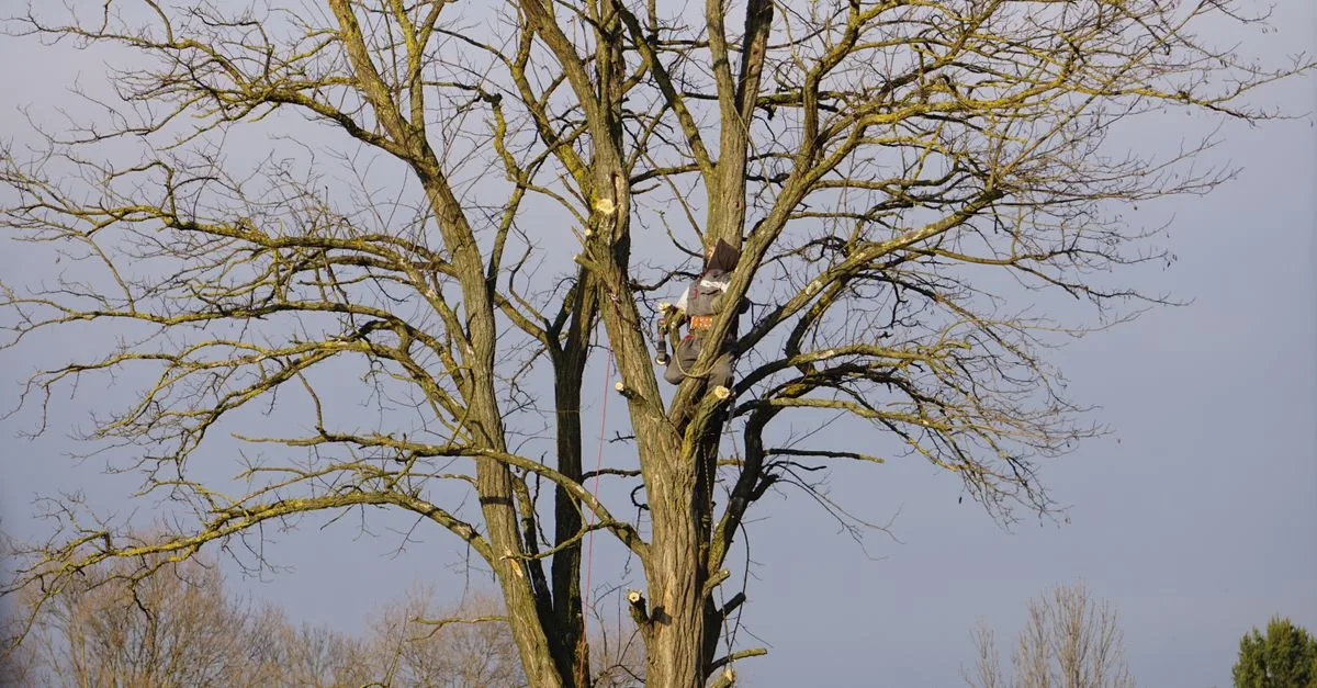 découvrez les meilleures techniques d'élagage pour entretenir vos arbres et arbustes, améliorer leur croissance et préserver leur santé.