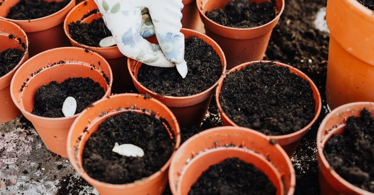 guide complet pour planter des graines d'abricot, incluant les conseils de préparation, de germination et d'entretien pour réussir la culture de votre arbre d'abricot.