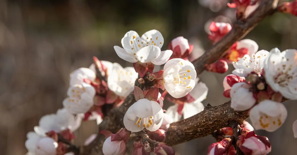 guide complet pour la plantation des graines d'abricot : astuces, conseils et étapes pour réussir la culture de votre arbre d'abricotier.