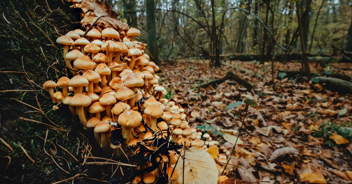 découvrez comment identifier et manipuler en toute sécurité le champignon trompette de la mort, un champignon toxique, pour prévenir les risques d'intoxication.