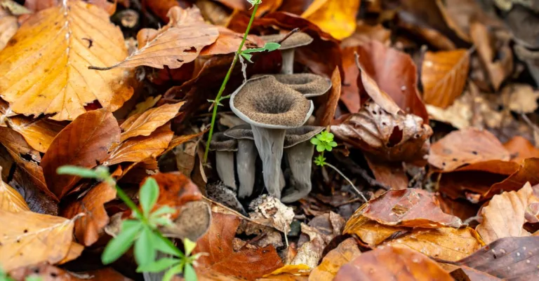 découvrez comment identifier et manipuler en toute sécurité le champignon trompette de la mort, un champignon toxique dangereux pour la santé.