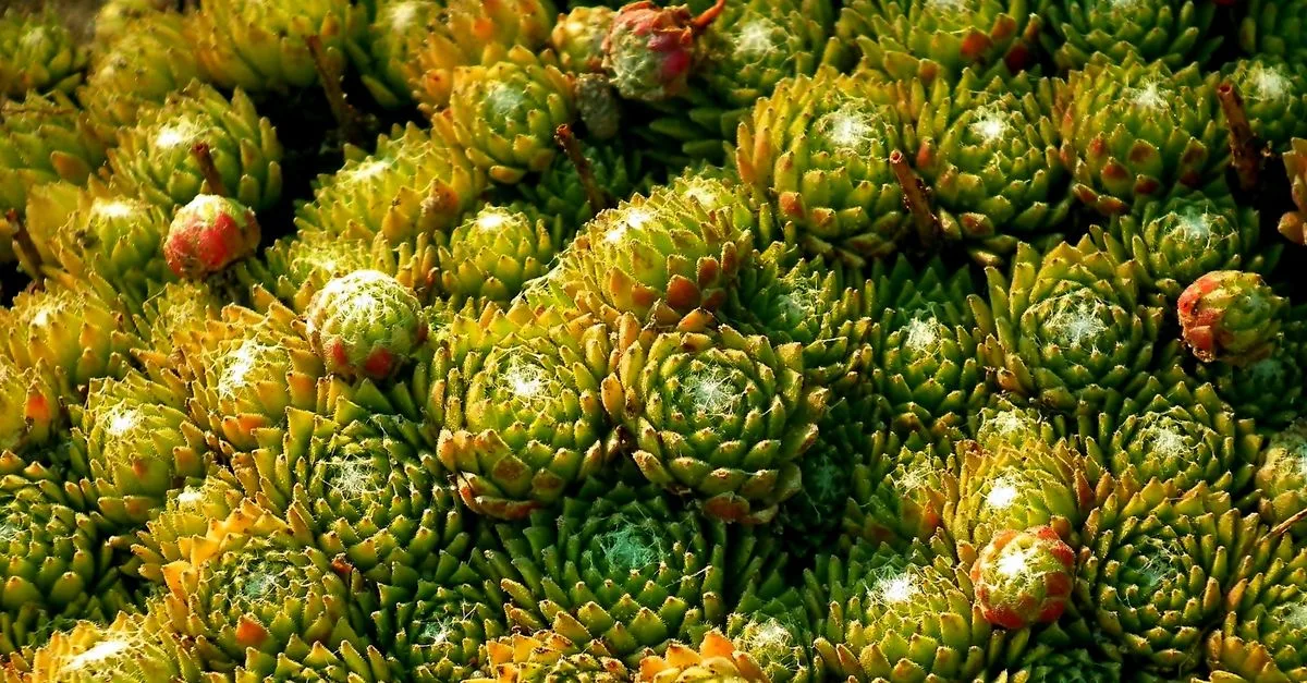 découvrez des plantes résistantes à la sécheresse, idéales pour les jardins économes en eau et faciles à entretenir tout en embellissant votre espace extérieur.
