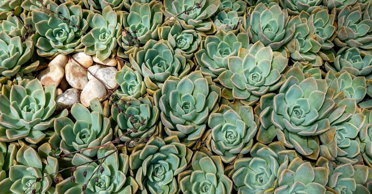 découvrez notre sélection de plantes tolérantes à la sécheresse, idéales pour embellir votre jardin tout en économisant l'eau.